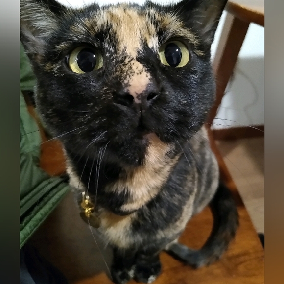 Meet your Posher, Sydnee - Picture 7 of 8